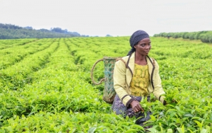 TRIBUNE: l&#039;urgence d&#039;un financement inclusif